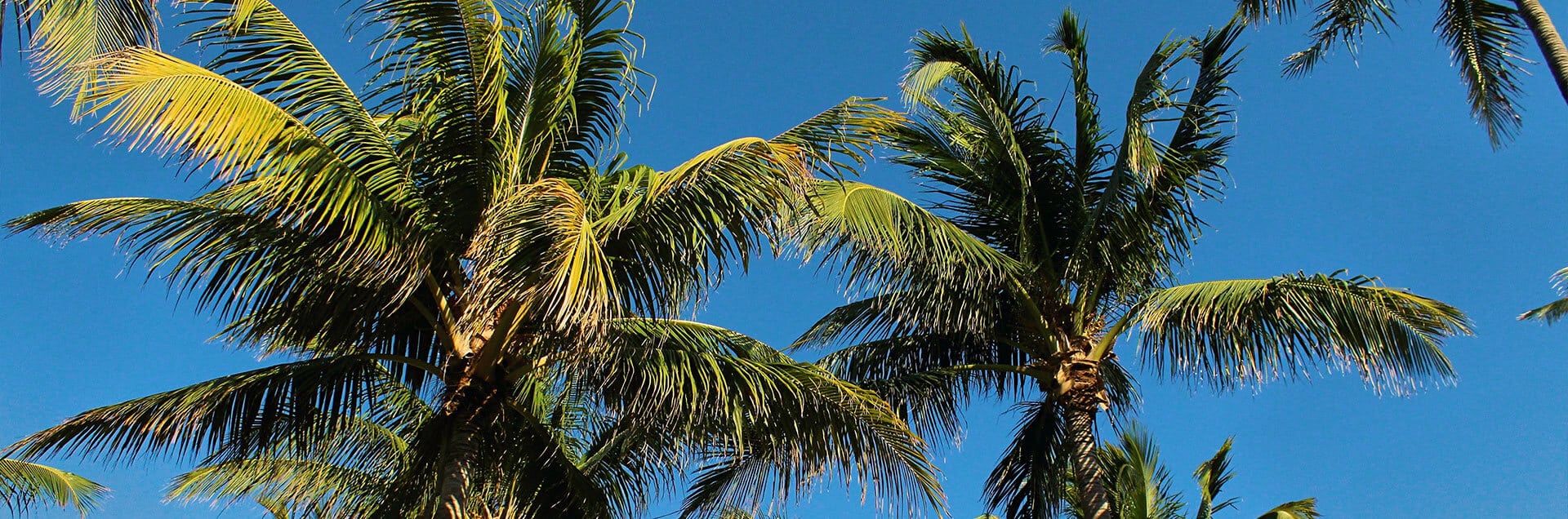 Palm Beach Gardens House Cleaning & Maids background