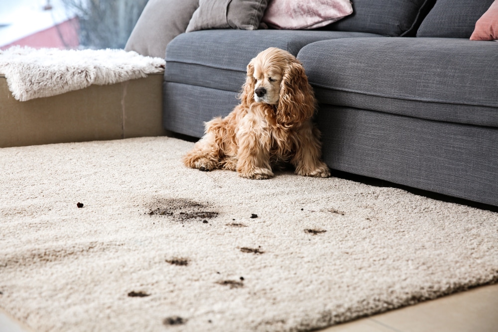 House Cleaning As a Pet Owner | West Palm Beach FL Maid Services