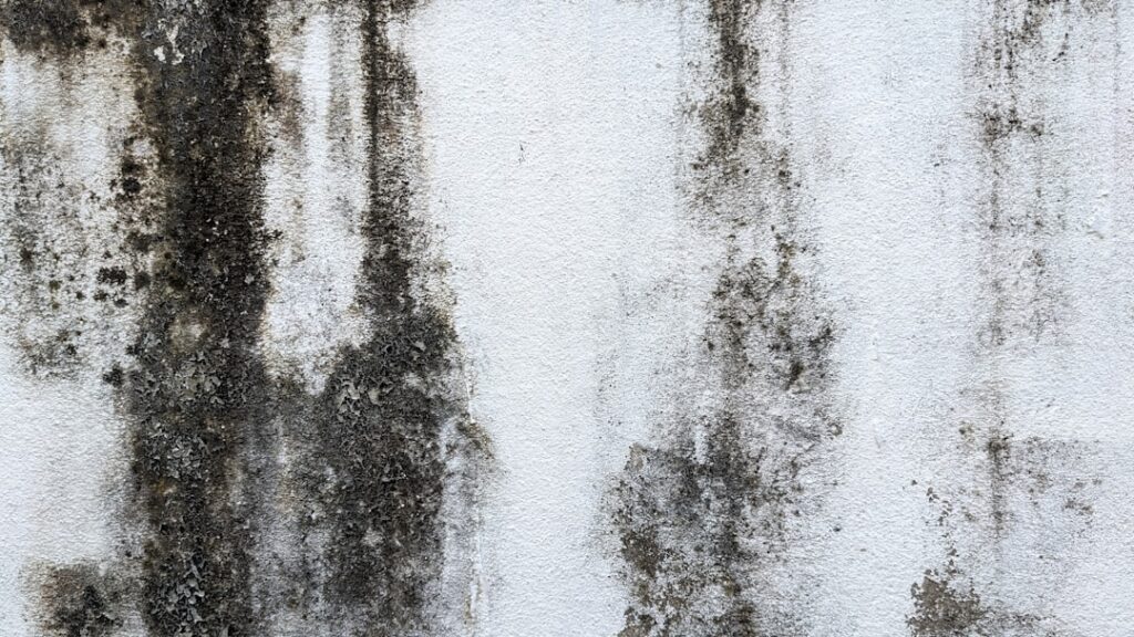 black mold
