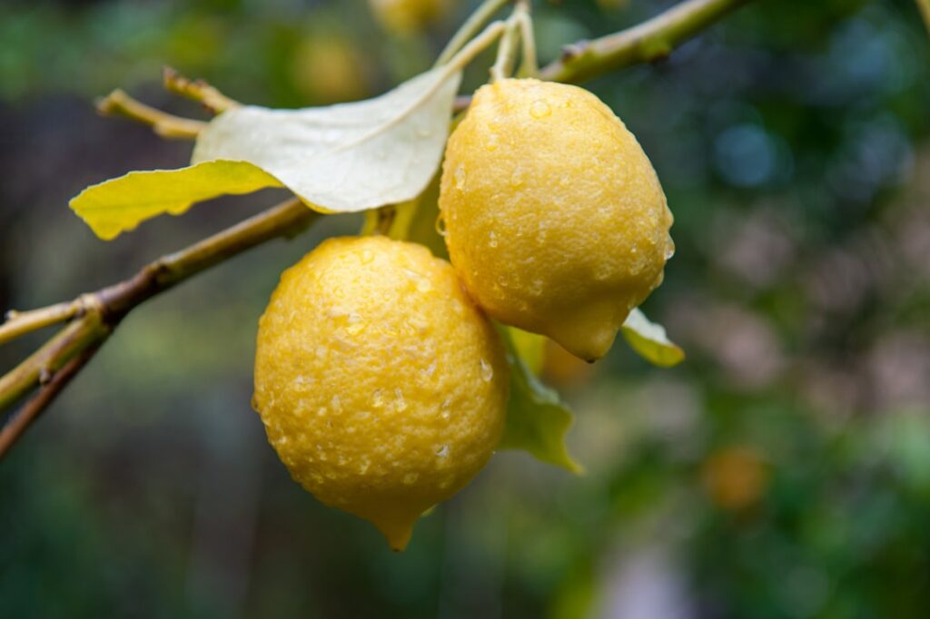 two lemons