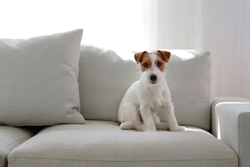 A terrier dog sitting on a light couch, illustrating how to get dog hair off the couch.