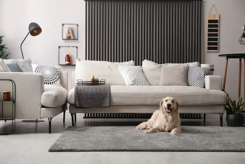 A happy golden retriever rests on a rug, highlighting how to remove pet stains from carpet.