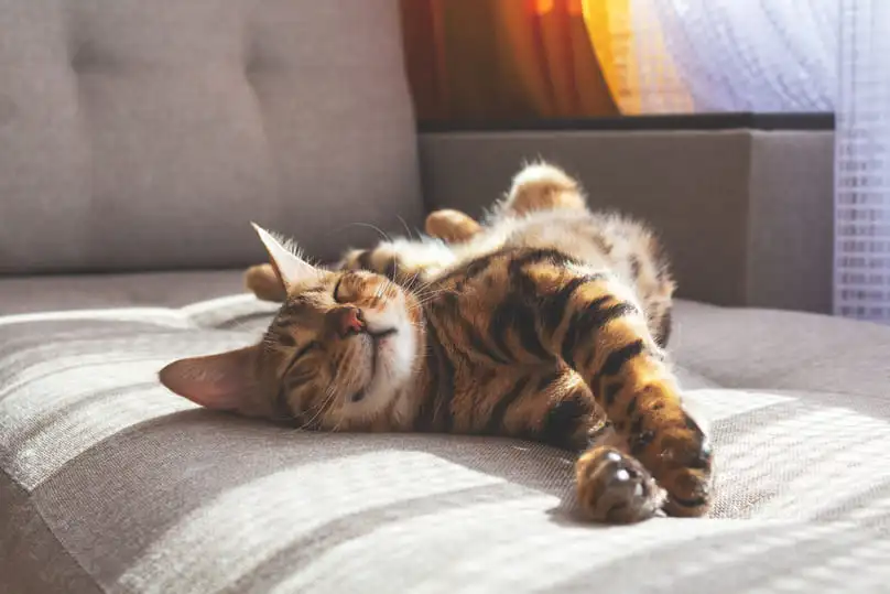 A cute tabby cat sleeping on a sofa, ilustrating the need to know how to get rid of cat pee smell.
