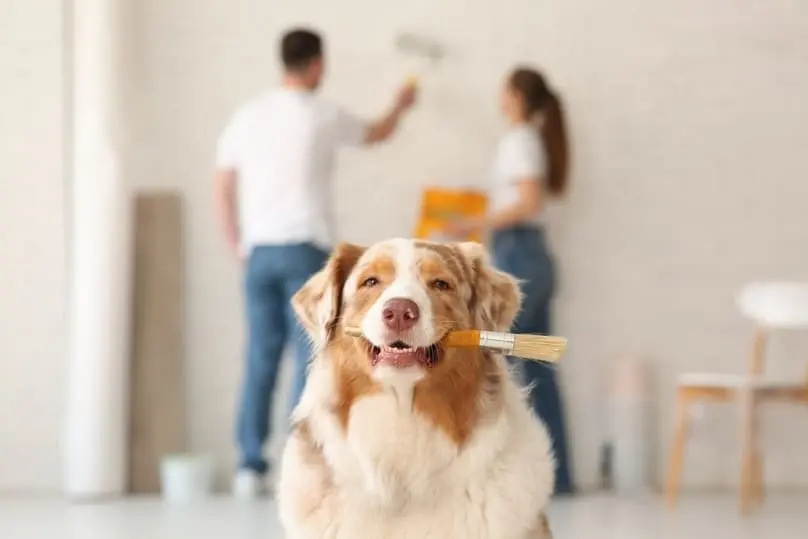 How to Clean Painted Walls (Step-by-Step for Florida Homes)