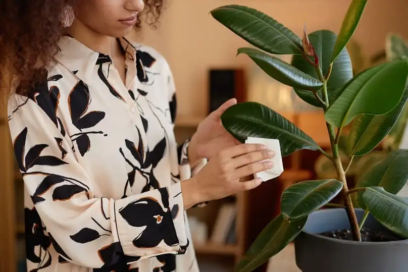 A woman gently wipes the large, glossy leaf of a houseplant, demonstrating how to clean plant leaves.