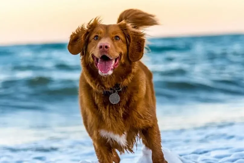 A joyful brown dog runs through the ocean surf, a fun dog that creates the need for how to keep your house clean with dogs.