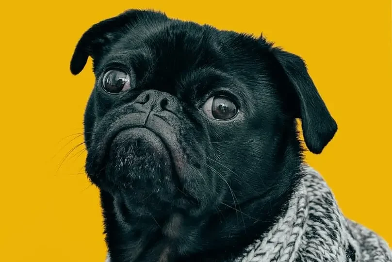 A black pug wearing a sweater on a yellow background, a pet that requires knowing how to keep your house clean with dogs.