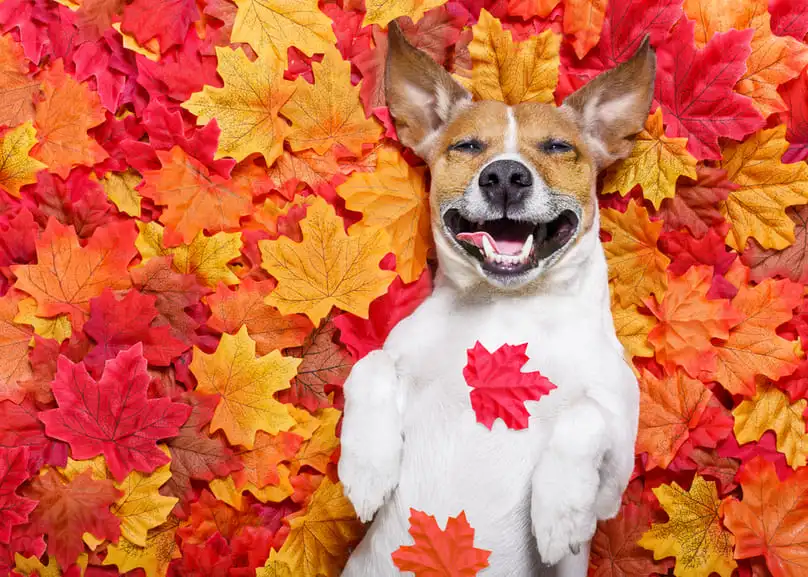 Fall Cleaning Checklist: Get Your Florida Home Ready for the Season
