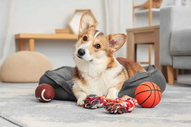 Pet Safe Cleaning Products: The Best Pet-Friendly Cleaners for Florida Homes